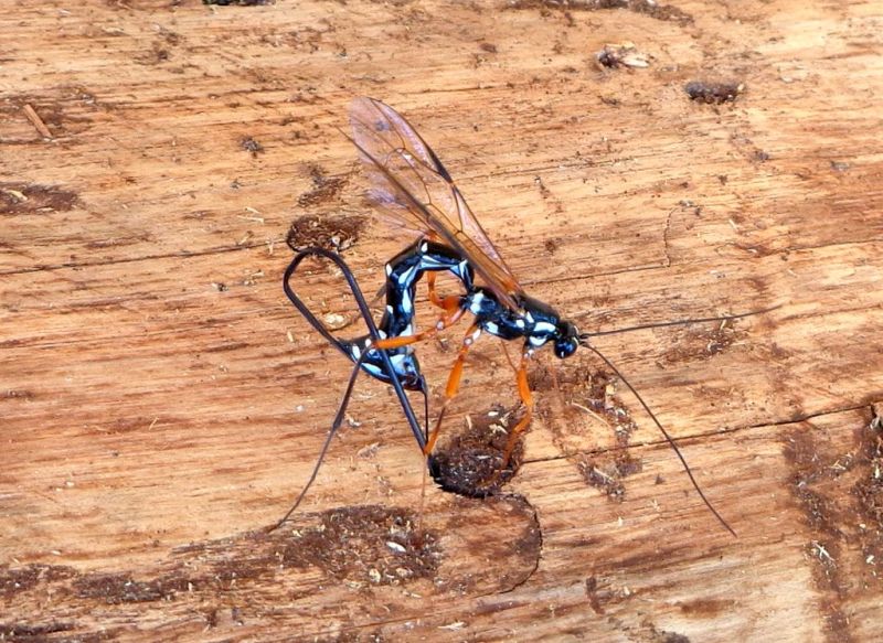 Ichneumonidae: Rhyssa persuasoria all''opera